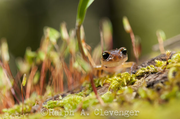 Ensatina in little forest of moss.