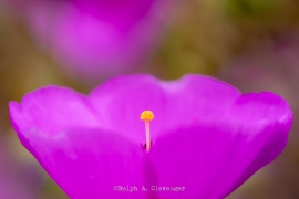 RAC_190429_37