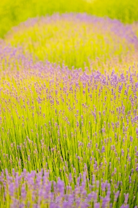 RAC_240602_057