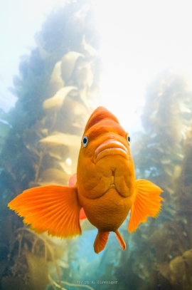 California. The garibaldi fish is a protected species. It readily approaches divers and other fish when defending it's nest. The male will build and defend the nest. RC32433PSedit.tif