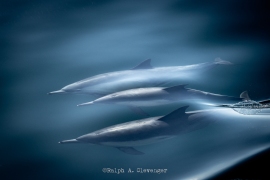RAC_241108_393